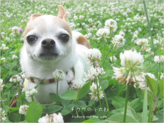 癒し犬の写真と壁紙 チワワの小太郎 Kotaro On The Web